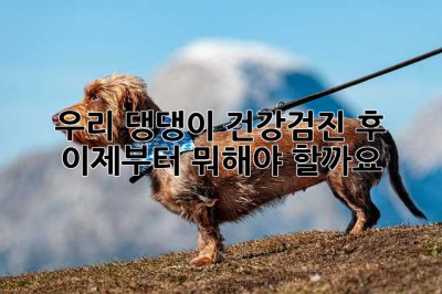 우리 댕댕이 건강검진 후, 이제부터 뭐해야 할까요? 🤔