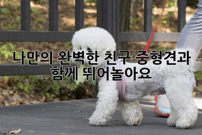 나만의 완벽한 친구, 중형견과 함께 뛰어놀아요!
