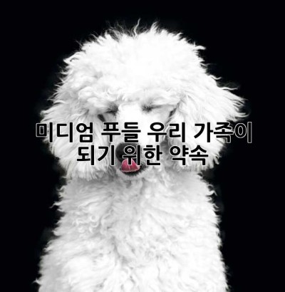 미디엄 푸들, 우리 가족이 되기 위한 약속