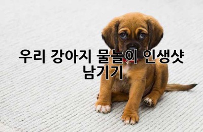 우리 강아지, 물놀이 인생샷 남기기!🐶💦