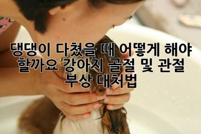 댕댕이 다쳤을 때 어떻게 해야 할까요?😭 강아지 골절 및 관절 부상 대처법