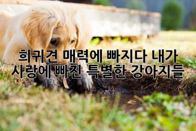 희귀견 매력에 빠지다: 내가 사랑에 빠진 특별한 강아지들🐶