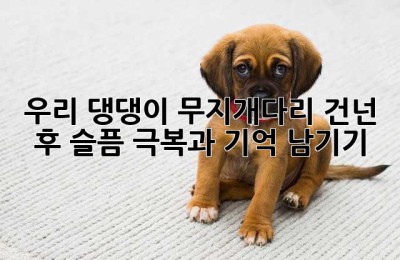 우리 댕댕이, 무지개다리 건넌 후… 슬픔 극복과 기억 남기기