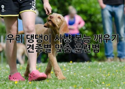 우리 댕댕이, 사냥 본능 깨우기: 견종별 맞춤 훈련법
