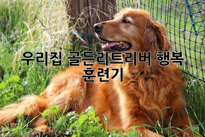 우리집 골든리트리버, 행복 훈련기!