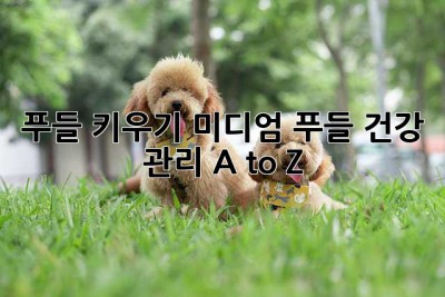 푸들 키우기, 미디엄 푸들 건강 관리 A to Z!