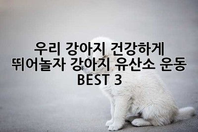 우리 강아지, 건강하게 뛰어놀자! 강아지 유산소 운동 BEST 3