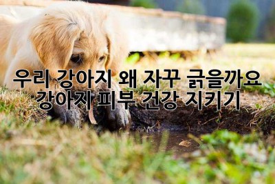 우리 강아지, 왜 자꾸 긁을까요? 😭 강아지 피부 건강 지키기