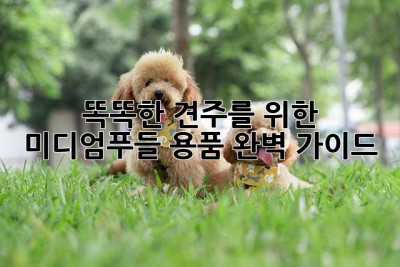 똑똑한 견주를 위한 미디엄푸들 용품 완벽 가이드!
