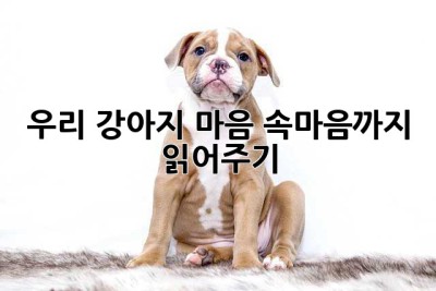 우리 강아지 마음, 속마음까지 읽어주기🐶