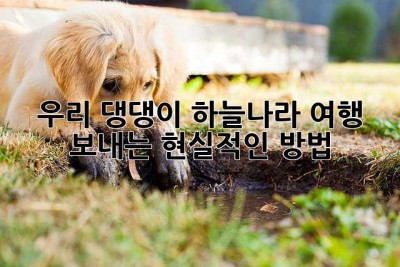 우리 댕댕이, 하늘나라 여행 보내는 현실적인 방법 😢