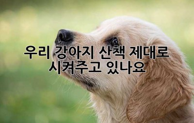 우리 강아지, 산책 제대로 시켜주고 있나요? 🤔