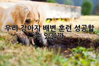 우리 강아지, 배변 훈련 성공할 수 있을까? 🐶