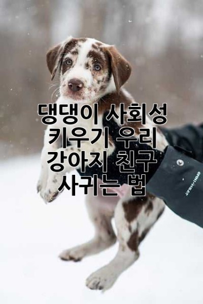 댕댕이 사회성 키우기: 우리 강아지, 친구 사귀는 법🐶