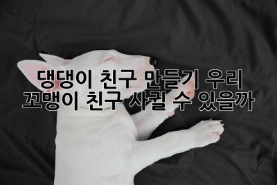 댕댕이 친구 만들기: 우리 꼬맹이, 친구 사귈 수 있을까?