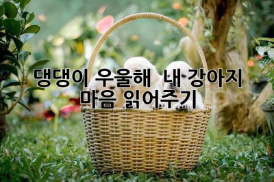 댕댕이 우울해? 😔 내 강아지 마음 읽어주기