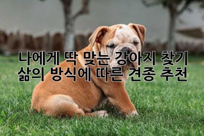 나에게 딱 맞는 강아지 찾기: 삶의 방식에 따른 견종 추천🐶