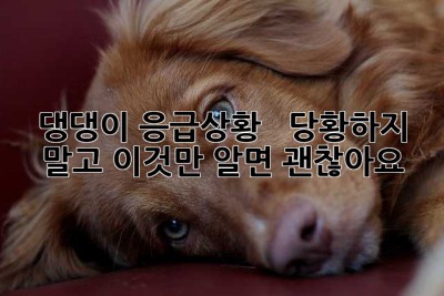 댕댕이 응급상황? 🐶  당황하지 말고, 이것만 알면 괜찮아요!