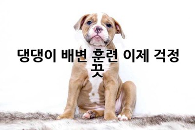 댕댕이 배변 훈련, 이제 걱정 끗! 🐶