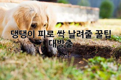 댕댕이 피로 싹 날려줄, 꿀팁 대방출!