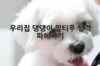 우리집 댕댕이, 말티푸 성격 파헤치기🐶