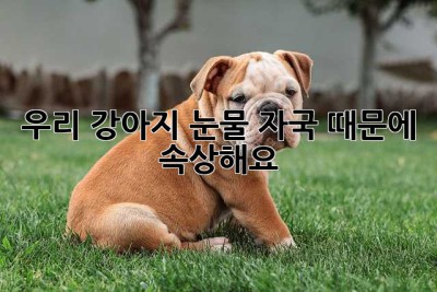 우리 강아지, 눈물 자국 때문에 속상해요? 😢