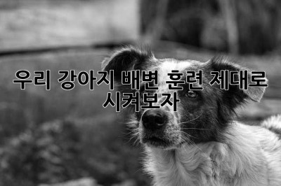 우리 강아지, 배변 훈련 제대로 시켜보자!🐶