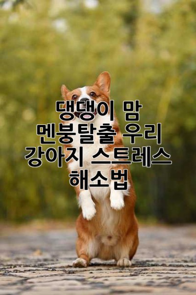 댕댕이 맘 멘붕탈출! 우리 강아지 스트레스 해소법