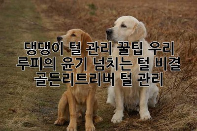 댕댕이 털 관리 꿀팁! 우리 루피의 윤기 넘치는 털 비결 ✨ 골든리트리버 털 관리