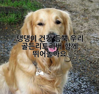 댕댕이 건강 듬뿍! 우리 골든리트리버, 함께 뛰어놀아요!